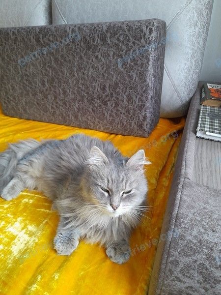 Medium young gray female cat, found near ул. Старославянская, 2, Киров, Кировская обл., Россия, 610008 on Mar 25, 2022.