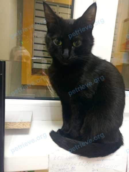 Medium black cat, found near Давлеткильдеева бул., Уфа, Респ. Башкортостан, Россия, 450098 on Mar 26, 2022.