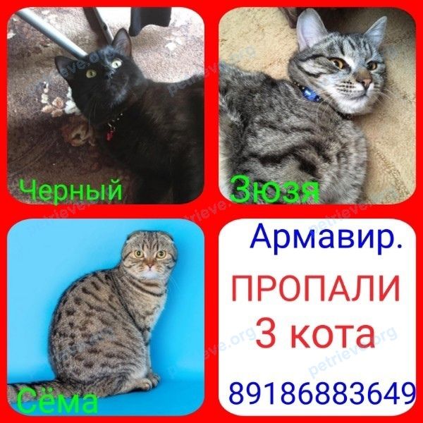 Средний чёрный молодой кот Чёрный, Зюзя,Сёма, пропал 22.03.2022 рядом с Тверская ул., 9, Армавир, Краснодарский край, Россия, 352942.