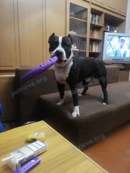 Medium adult mixed color male dog Спрмат, lost near 20 Willard St, Cambridge, MA 02138, США on Mar 27, 2022.