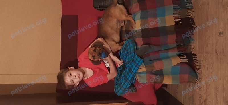 Medium young brown male dog Федя, lost near ул. Липатова, 6, Чита, Забайкальский край, Россия, 672049 on Mar 27, 2022.
