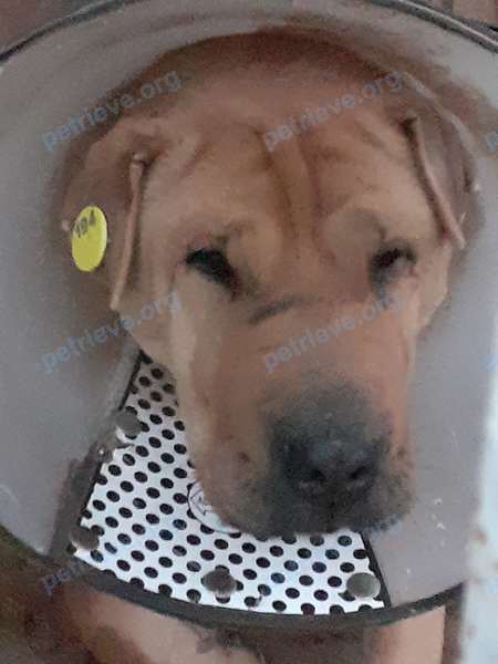 Medium adult brown female dog Дуся, lost near 6 St Johns Rd, Cambridge, MA 02138, США on Mar 29, 2022.