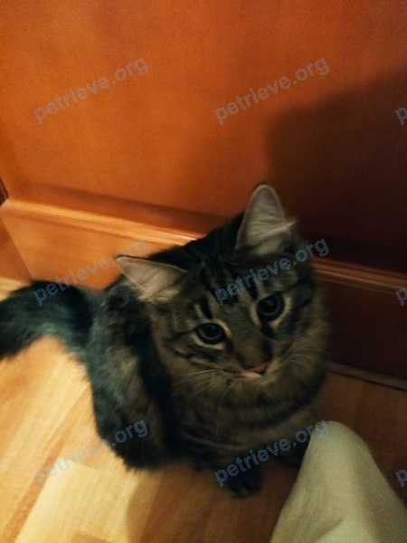Большой коричневый молодой кот, найден 07.04.2022 рядом с 11 Harrington Rd, Cambridge, MA 02140, США.