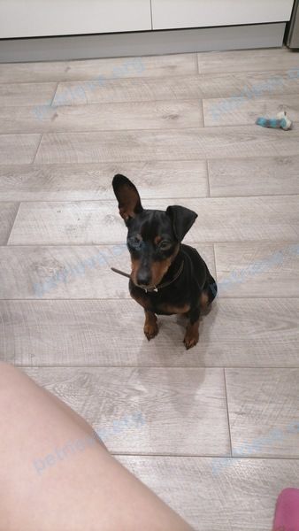 Small young black male dog Персик, lost near ул. Санковского 31, Барановичи, Беларусь on Apr 10, 2022.