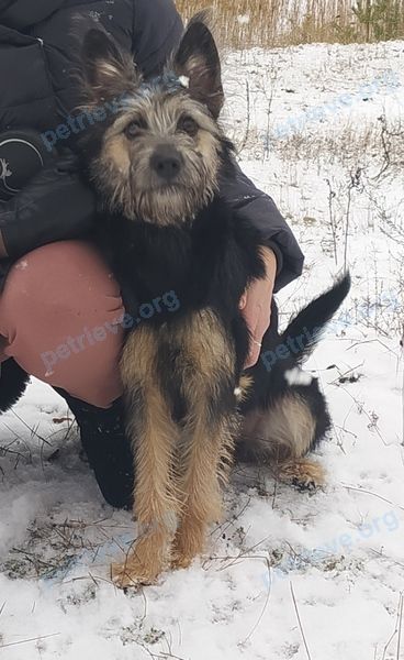 Средняя многоцветная молодая собака Тина, пропала 10.04.2022 рядом с Abrikosovaya 154, Брест, Беларусь.
