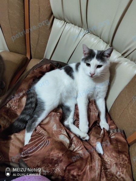 Средний белый взрослый кот, пропал 06.04.2022 рядом с Советская ул., 274, Незлобная, Ставропольский край, Россия, 357808.