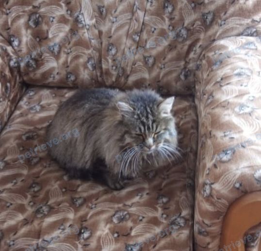 Medium adult brown male cat, lost near ул. Вахтовая, 4, Альметьевск, Респ. Татарстан, Россия, 423453 on Apr 07, 2022.