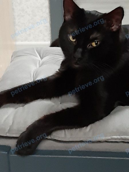 Средний чёрный молодой кот, пропал 15.04.2022 рядом с Калининград, Остров Канта (Кнайпхоф)., ул. Канта, Калининград, Калининградская обл., Россия, 236039.