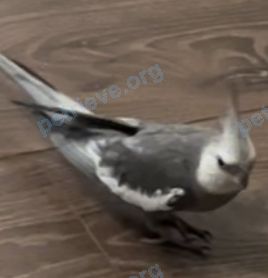 Medium young gray male bird maks_star@inbox.ru, lost near ул. Колпакова, 20а, Мытищи, Московская обл., Россия, 141008 on Apr 13, 2022.