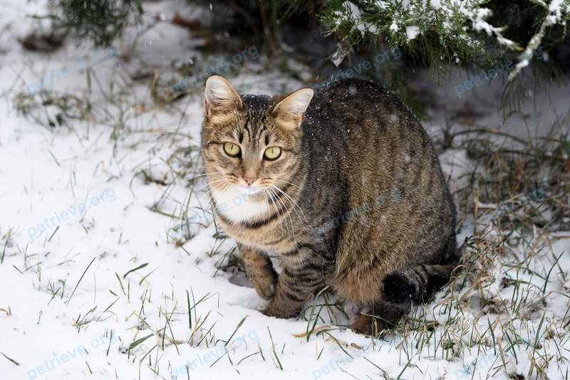 Adult brown female cat, lost near Автозаводский пр., 38/106, Набережные Челны, Респ. Татарстан, Россия, 423826 on Apr 12, 2022.