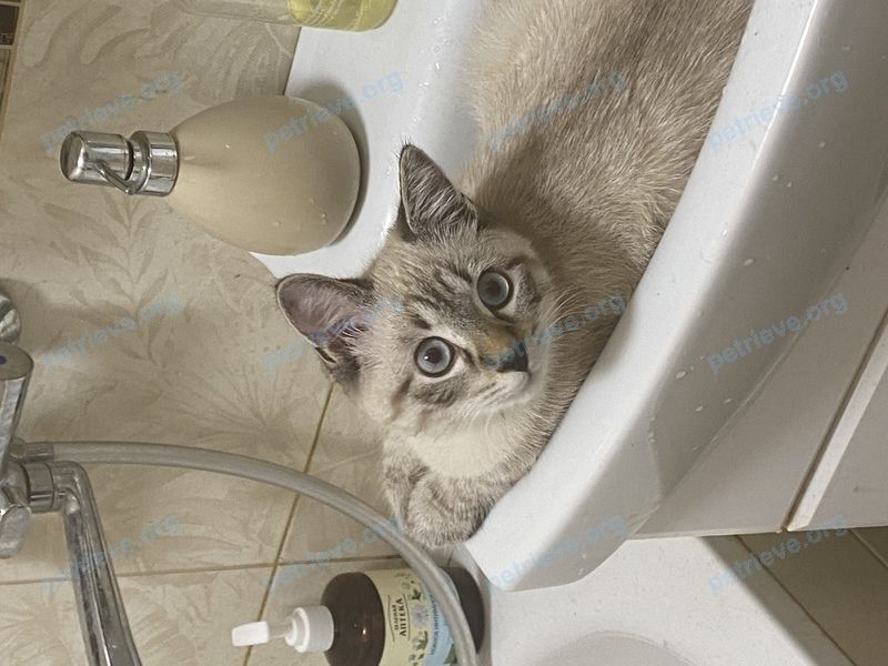 Medium young white male cat Марсик, lost near вулиця Мирна, 16, Гостомель, Київська обл., Украина, 08289 on Mar 16, 2022.