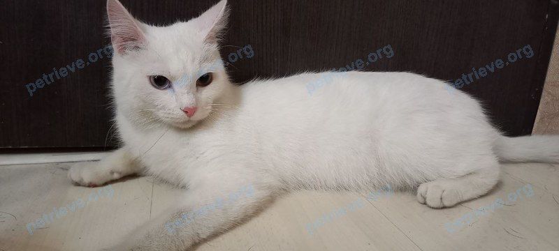 Medium young white female cat, found near ул. Суворова, д.20, Каменск-Уральский, Свердловская обл., Россия, 623428 on Apr 19, 2022.