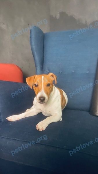 Small young mixed color male dog Ромбик, lost near ул. Твардовского, 38, Балашиха, Московская обл., Россия, 143900 on Apr 11, 2022.