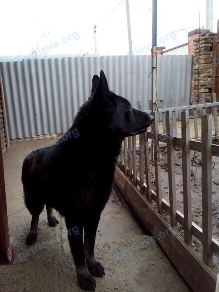 Big adult black female dog, lost near Шоссейная ул., 36а, Каменск-Шахтинский, Ростовская обл., Россия, 347348 on Apr 19, 2022.