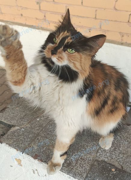 Medium mixed color cat, found near Детская ул., 1, Санкт-Петербург, Россия, 199106 on Apr 22, 2022.