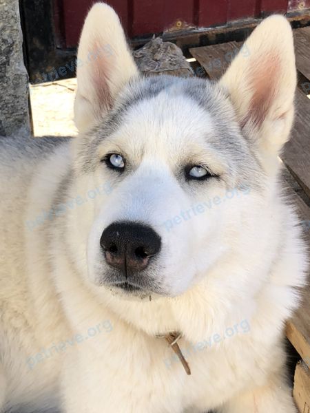 Medium young gray male dog Юкки, lost near ул. Школьная, Pеспублика, Малая Пурга, республика Удмуртия, Россия, 427820 on Apr 23, 2022.