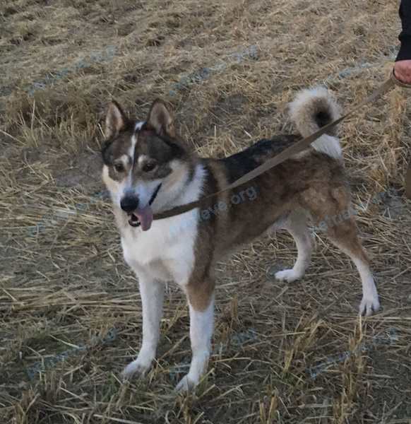Medium adult mixed color male dog Малыш, lost near W9MF+JR Белоомут, Московская область, Россия on Apr 17, 2022.