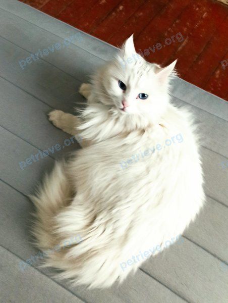 Средний белый молодой кот, пропал 23.04.2022 рядом с Курортная ул., 20, Санкт-Петербург, Россия, 197733.