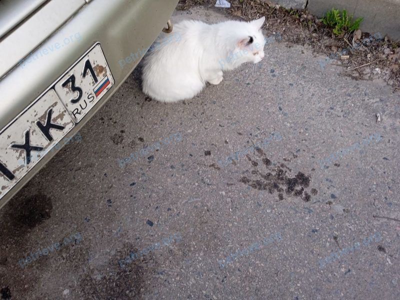 Medium adult white cat, found near Студенческая ул., 5, Белгород, Белгородская обл., Россия, 308007 on Apr 25, 2022.