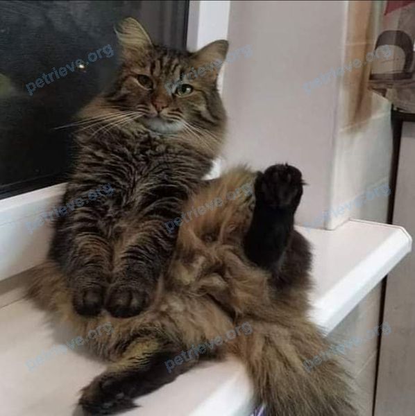 Medium adult gray male cat Федя, lost near вулиця Балка Поповка, 59, Запоріжжя, Запорізька область, Украина, 69000 on Apr 25, 2022.
