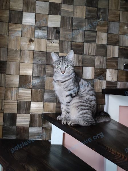 Medium young gray male cat Барсик, lost near ул. Воровского, 8А, Ростов-на-Дону, Ростовская обл., Россия, 344029 on Apr 25, 2022.