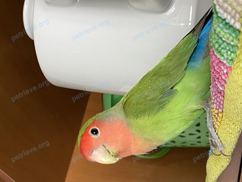 Medium young green female bird Маруся, lost near Граждaнский пр-т., 39 а, Санкт-Петербург, Россия, 195220 on May 02, 2022.