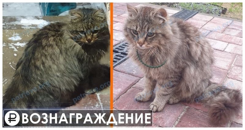 Medium young brown male cat, lost near улица Урожайная, 1, Белгород, Белгородская обл., Россия, 308010 on Mar 15, 2022.