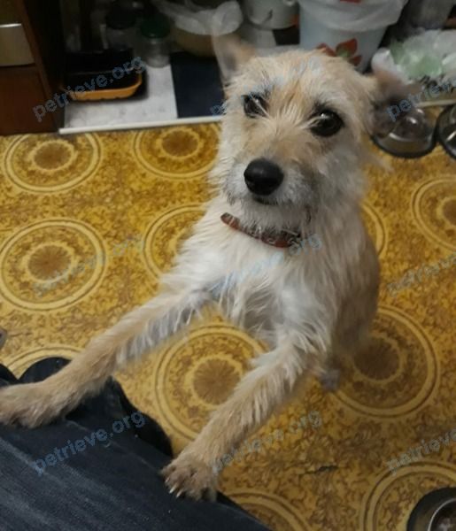 Small young mixed color female dog Буся, lost near 6 St Johns Rd, Cambridge, MA 02138, США on May 05, 2022.
