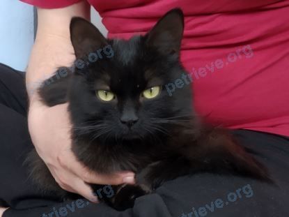 Young black female cat, found near Pulikhova 47A, Минск, Беларусь on May 05, 2022.
