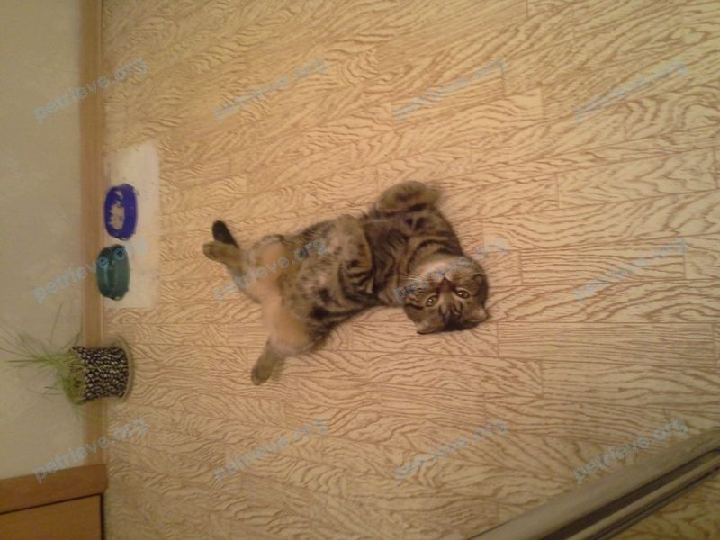 Medium young brown male cat мурзик, lost near ул. Академика Королева, 21, Набережные Челны, Респ. Татарстан, Россия, 423822 on May 07, 2022.