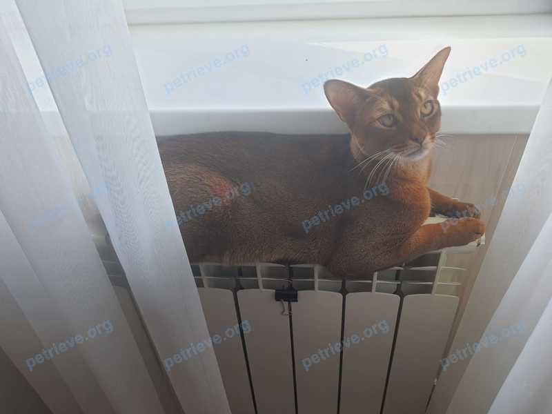 Medium young brown male cat Симба, lost near ул. Шолохова, 73, Новоалександровск, Ставропольский край, Россия, 356000 on May 09, 2022.
