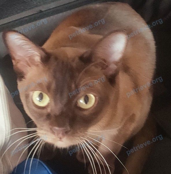 Big young brown male cat Кевин, lost near ул. Ленина, 16, Загорянский, Московская обл., Россия, 141180 on May 10, 2022.