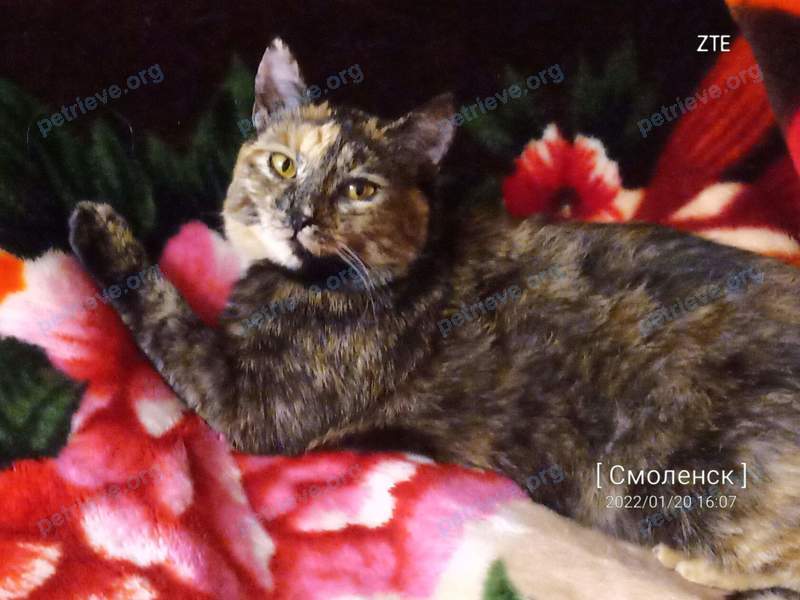 Young mixed color female cat Катя, lost near пр-т Строителей, 9, Смоленск, Смоленская обл., Россия, 214031 on May 09, 2022.
