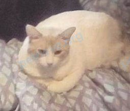 Большая многоцветная взрослая кошка Kitten, пропала 14.05.2022 рядом с 118 Talfourd St, Sarnia, ON N7T 1N4, Canada.