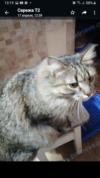Средний коричневый кот, пропал 17.05.2022 рядом с ул. Иванова, 38, Новосибирск, Новосибирская обл., Россия, 630117.
