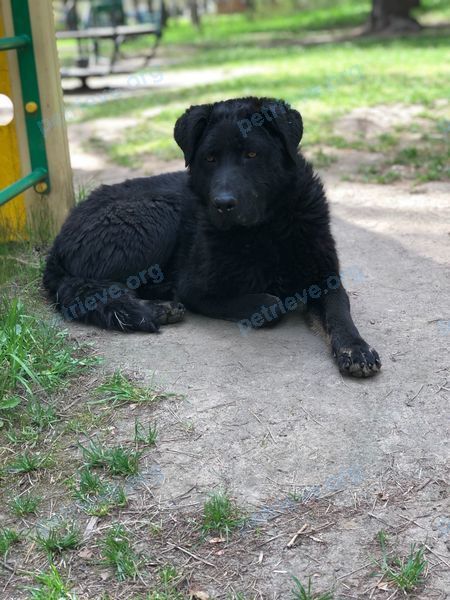 Большой чёрный молодой пёс, найден 01.05.2022 рядом с 6 St Johns Rd, Cambridge, MA 02138, США.