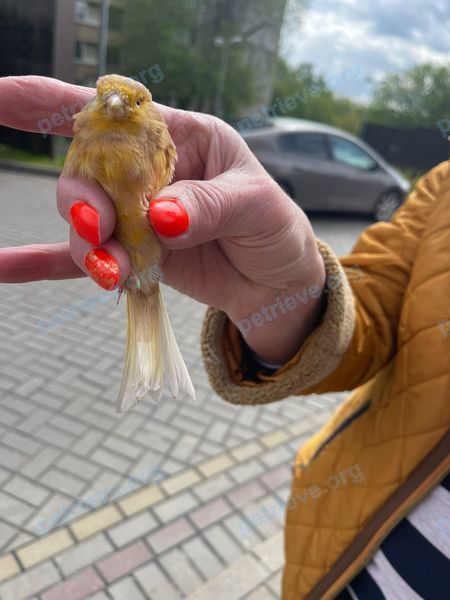 Маленькая жёлтая птица, найдена 19.05.2022 рядом с 17-й проезд Марьиной рощи.