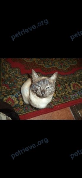 Medium adult mixed color female cat Люся, lost near Весенняя 10/1,г.Барнаул,район Новосиликатный on May 17, 2022.