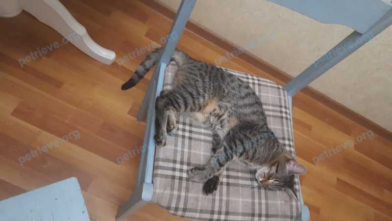Medium young mixed color female cat Симба, lost near Речная ул., 8, Атепцево, Московская обл., Россия, 143322 on May 18, 2022.