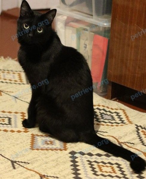 Medium young black male cat ТимТимон, lost near улица Советская 65, Слоним, Беларусь on May 21, 2022.