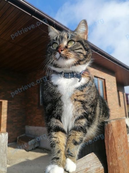 Средняя многоцветная молодая кошка Элис или Элеонора, пропала 21.05.2022 рядом с Svetlaya 29, Жлобин, Беларусь.
