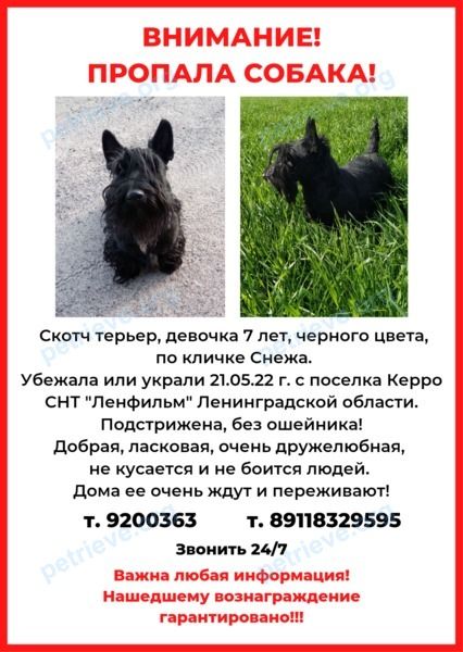 Medium adult black female dog Снежа, lost near Ленинградская область
Керро 
СНТ Ленфильм on May 21, 2022.