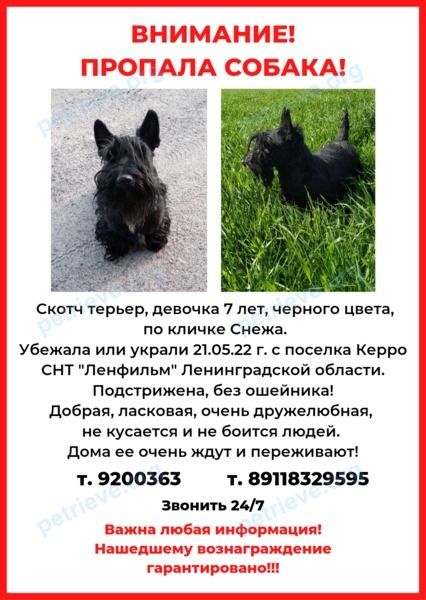 Medium adult black female dog Снежа, lost near Ленинградская область
Керро 
СНТ Ленфильм on May 21, 2022.