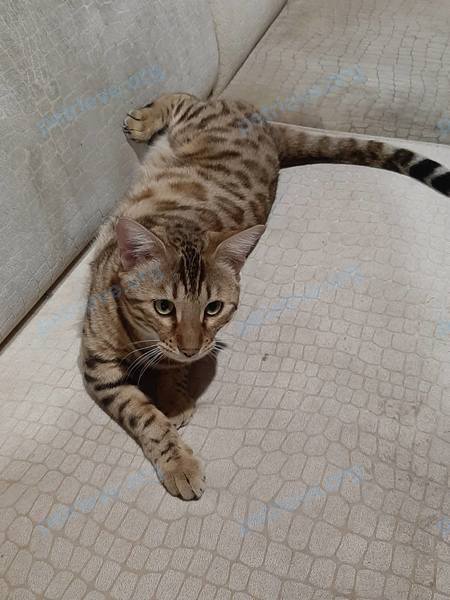 Средний коричневый молодой кот Бенедикт ( Беня ), пропал 14.05.2022 рядом с G5G5+CX Подстёпки, Самарская область, Россия.
