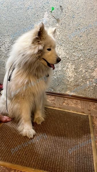 Big adult white male dog, found near ул. Совхозная, 14, Серпухов, Московская обл., Россия, 142204 on May 25, 2022.