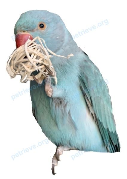 Medium young blue female bird Мики, lost near Каширское ш., 65 корпус 1, Москва, Россия, 115583 on May 26, 2022.