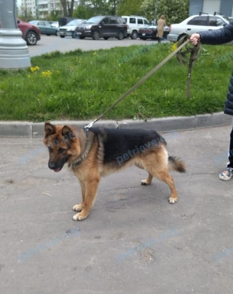 Medium adult mixed color male dog, found near корпус 840 строение 1, Зеленоград, Москва, Россия, 124681 on May 24, 2022.