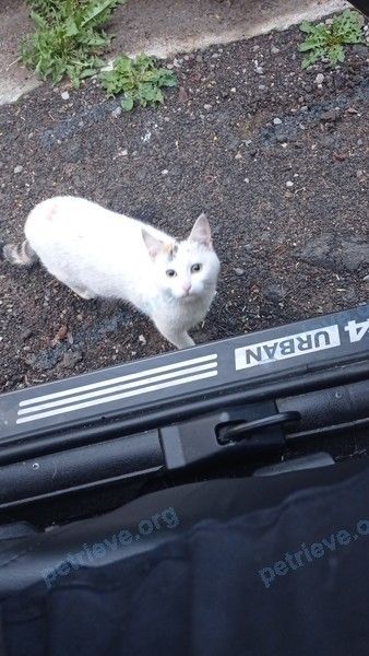 Medium adult white female cat, found near ул. Генерала Хазова, 45, Санкт-Петербург, Россия, 196606 on May 29, 2022.
