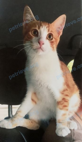 Средний оранжевый молодой кот Рыжик, пропал 30.05.2022 рядом с Ст. Старонижестеблиевская (около элеватора), ул. Батарейная, д. 40 - около домов и магазина!!!.