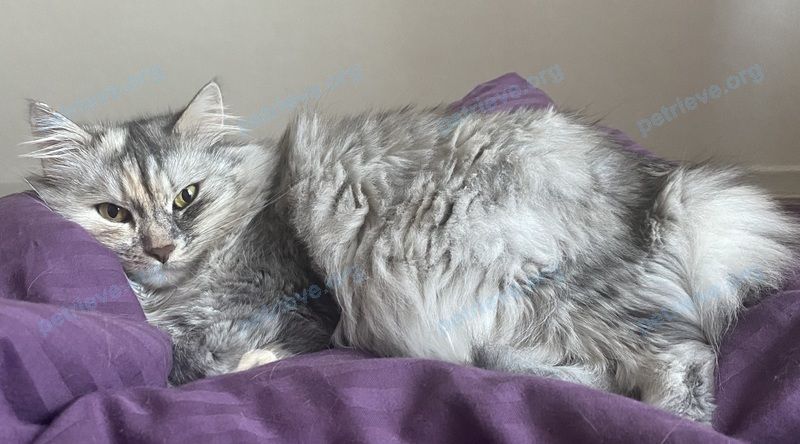 Medium adult gray female cat Буся, lost near ул. Новаторов 2/10, Орша 211382, Беларусь on May 29, 2022.